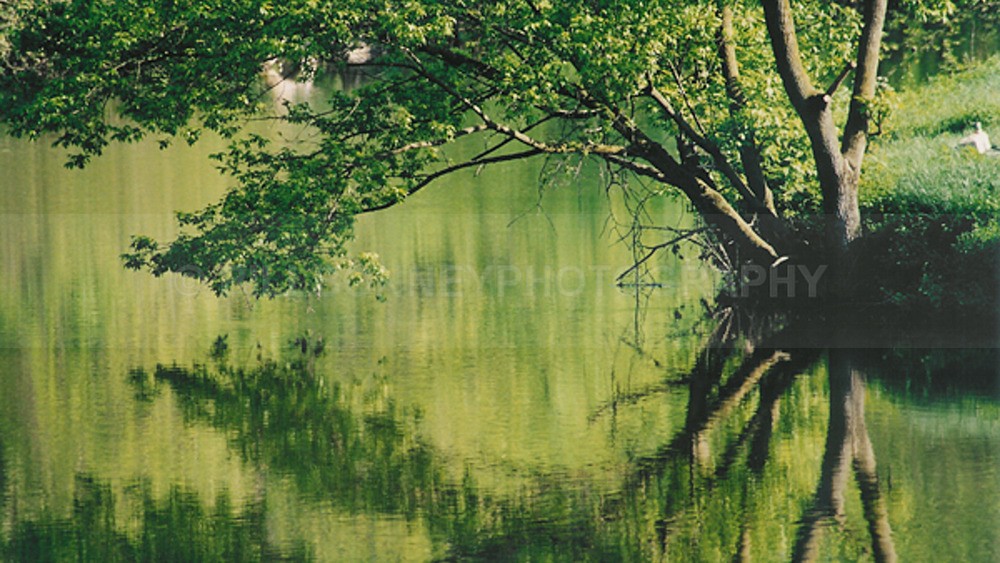 MirrorTree20073 - Trees
