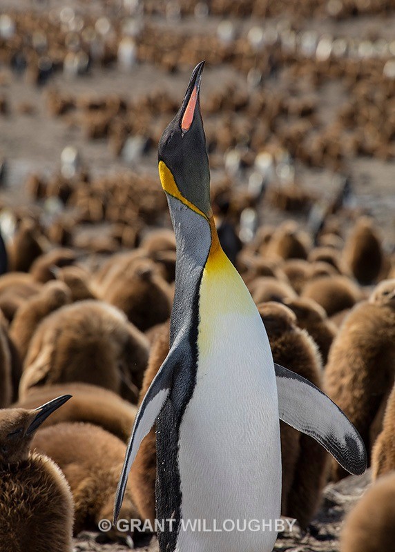 King of the castle 3 - Antartica