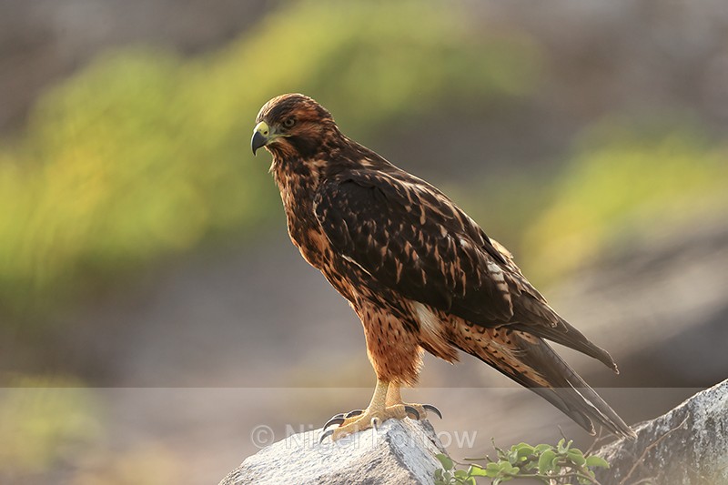 Galapagos Hawk perched, late afternoon, Espanola, Galapagos - Galapagos Hawk