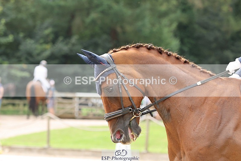 240810-140028-03417 - 110-Helen.Kitto-Da.Vinci.IV