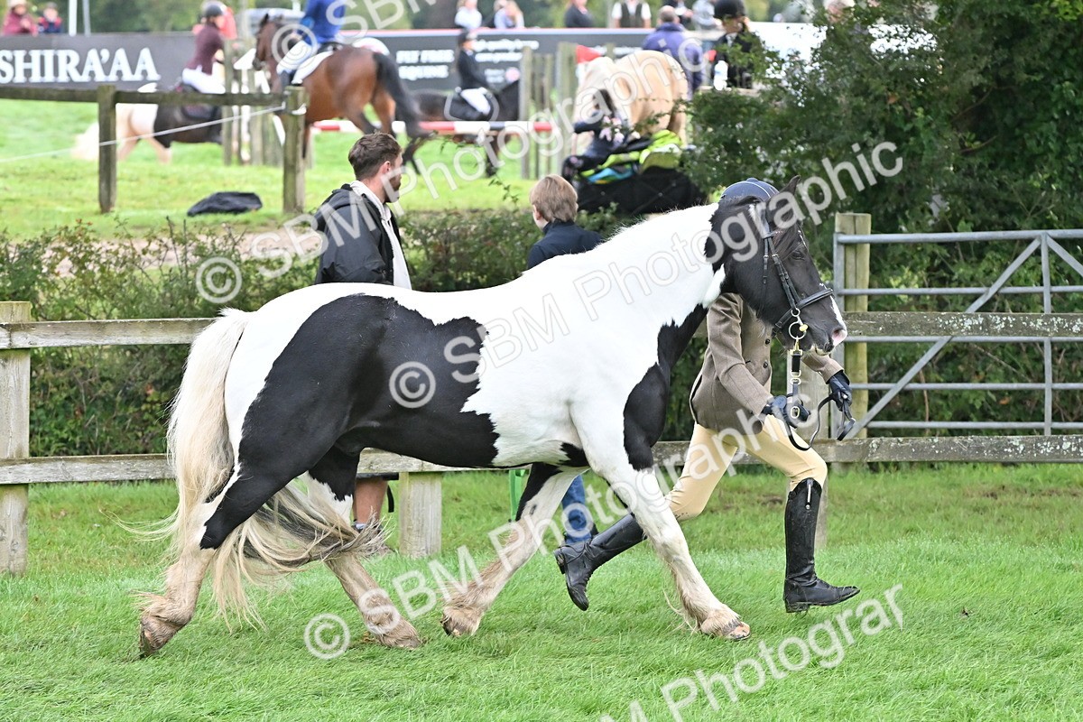 SBM_56883 - S45 - Coloured Pony In Hand