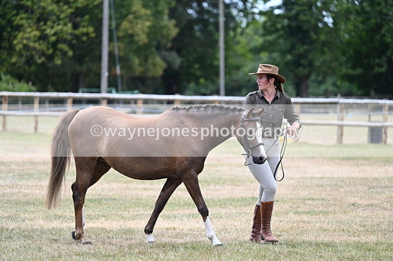 WJ7_2124 - Prettiest Mare Champs