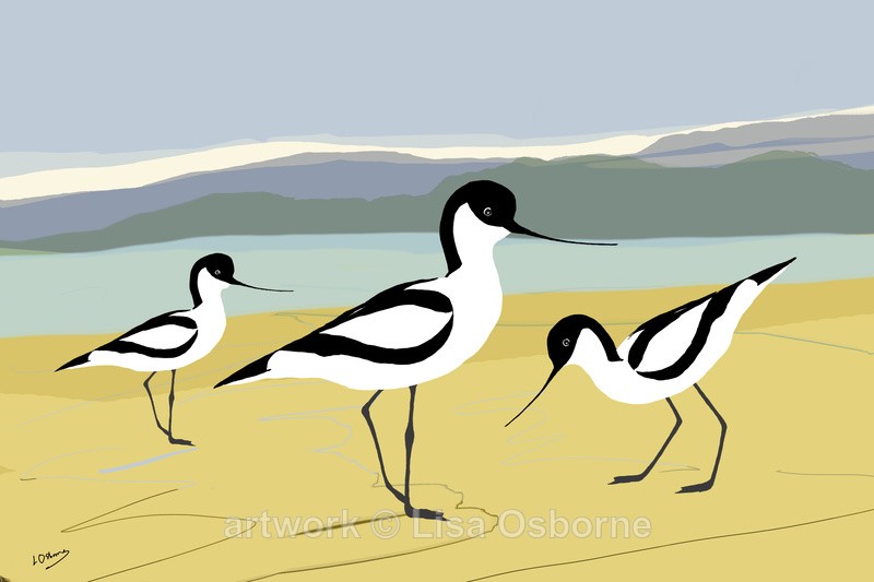 Avocets - DIGITAL ARTWORK