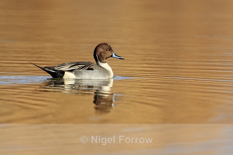 Northern Pintail (male), Bosque del Apache, New Mexico - Northern Pintail