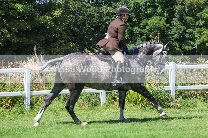 3E7A9360 - Working Hunter Championship