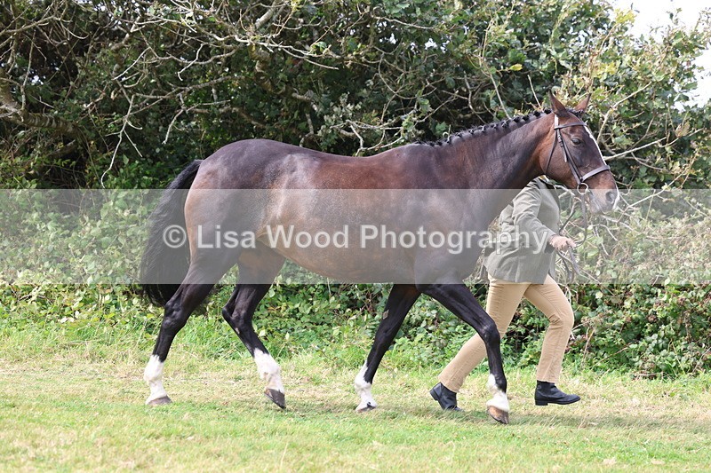 3E7A5520 - Class 20: Sports Horse In Hand