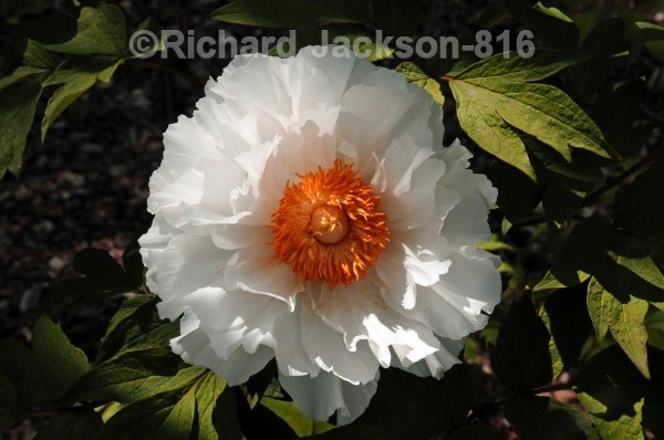 Japanese Peony (orange) - Flowers