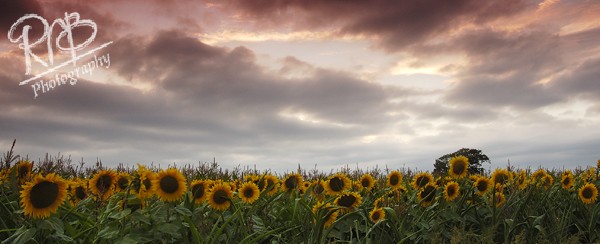 Sunflowers Panorama - Panoramic Images
