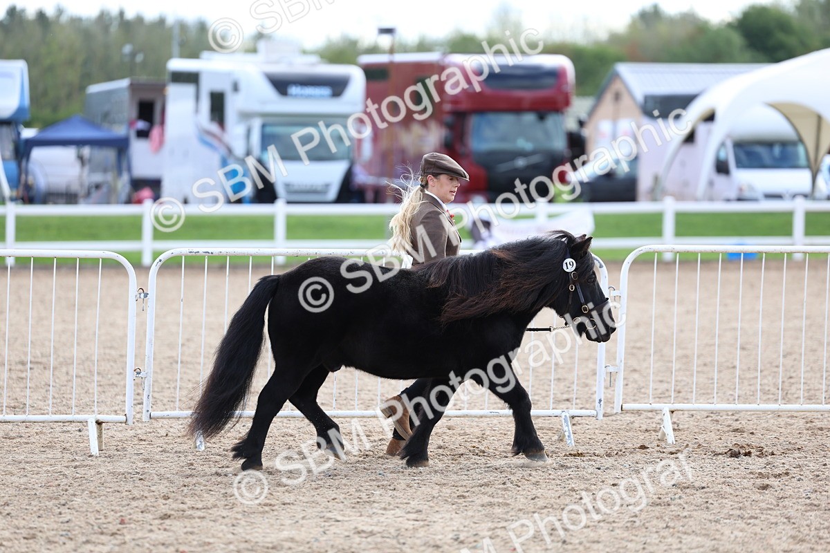 SBM_18707 - Class 317 - IH Pure Bred Horse-Pony