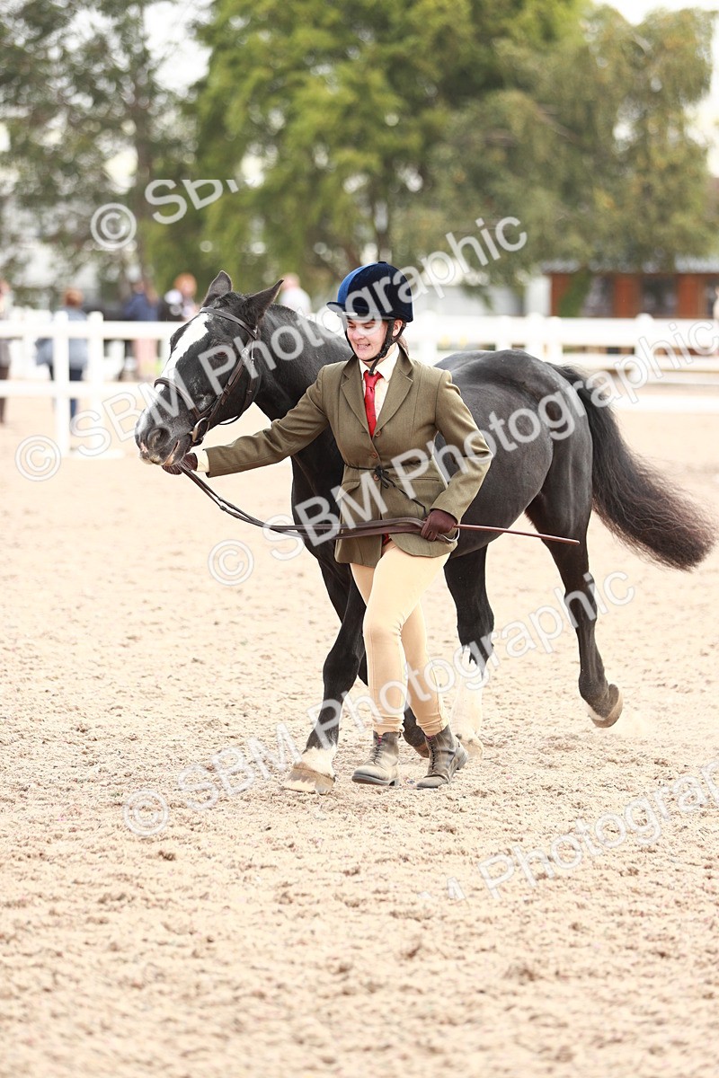 SBM_11893 - Class 206 IH Non Show Type Pony