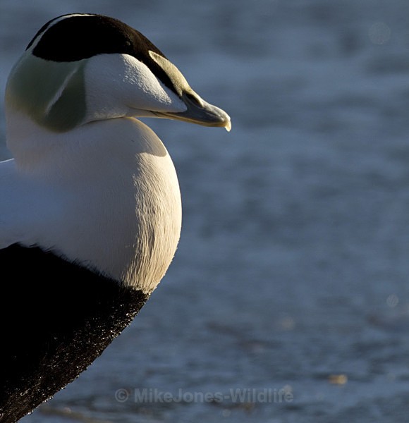 EIDER DUCK - FAVOURITES WILDLIFE GALLERY. Selected images from the wildlife collections.