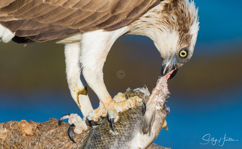 Osprey with Luderick 9