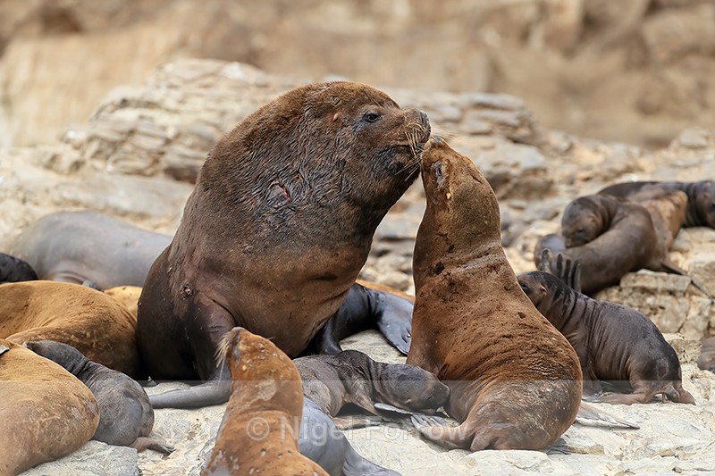 South American Sea Lions (male & female) nuzzling, Chile - Sea Lion