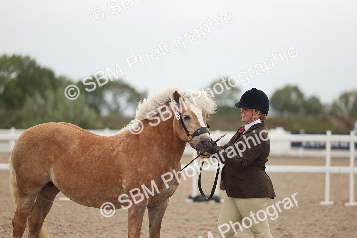 SBM_19382 - Class 317 - IH Pure Bred Horse-Pony