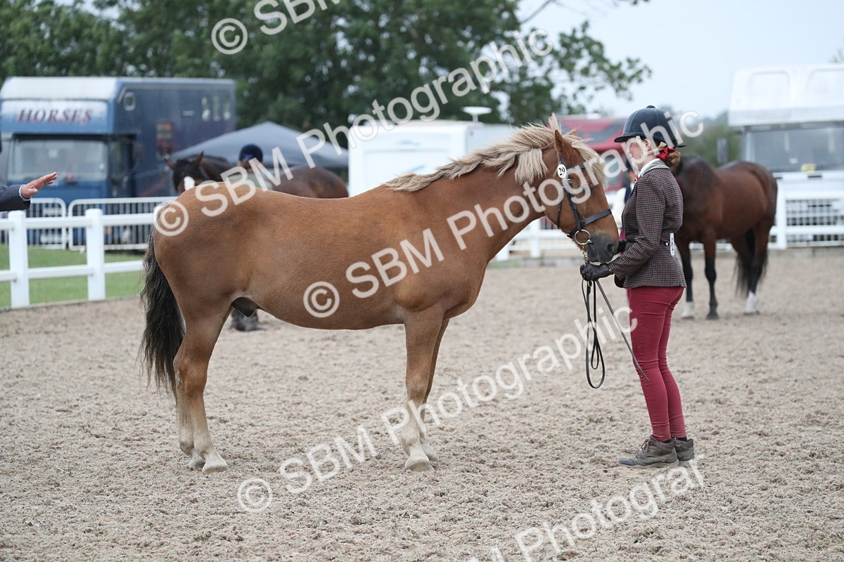 SBM_18401 - Class 318 IH Part bred Horse/Pony