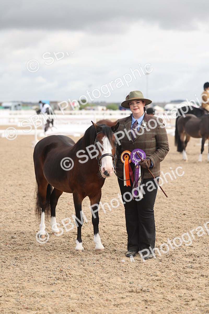 SBM_04507 - Class 18 - Handsomest Gelding (IH or Ridden)
