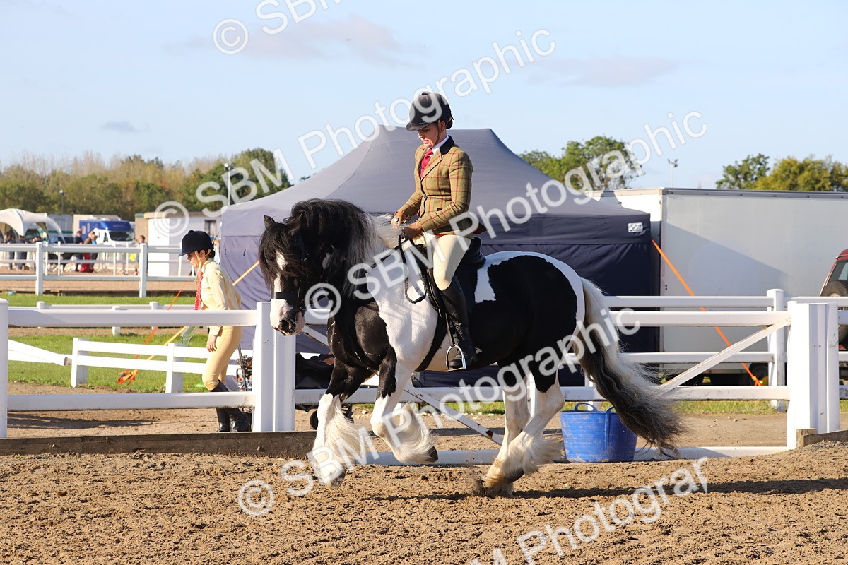 SBM_07877 - Class 501 - Riding Club Pony