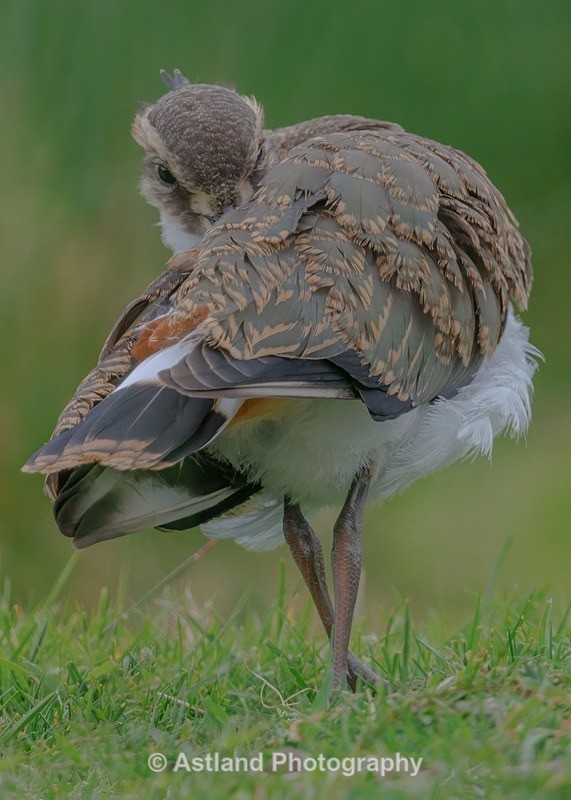 Lapwing - Latest Images