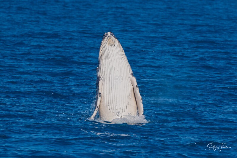 HB Calf Breach 14. 0A3A7120 - 2025 Hervey Bay Whales