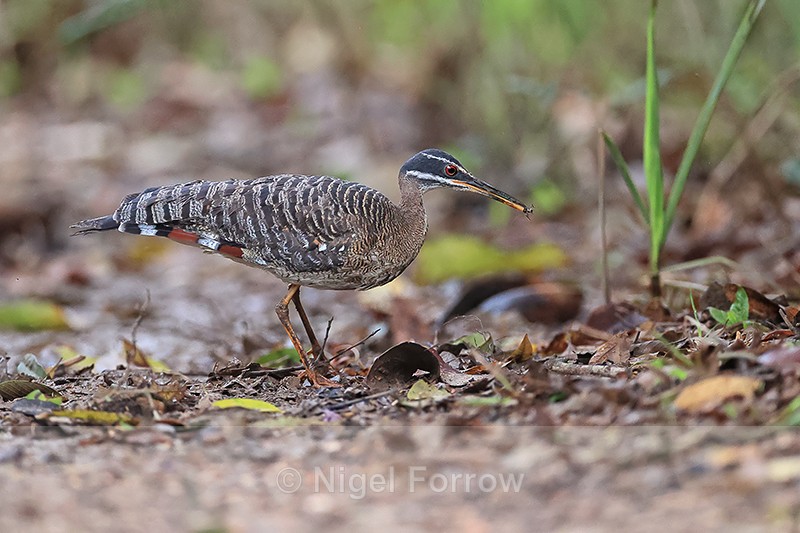 Sunbittern with food, Porto Jofre, Mato Grosso, Brazil - Sunbittern