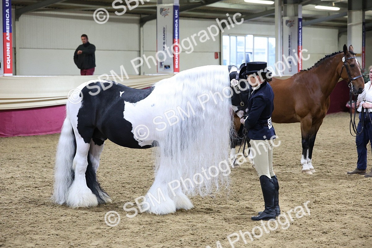SBM_20539 - Class G - IH Large (over 148cm)Champ