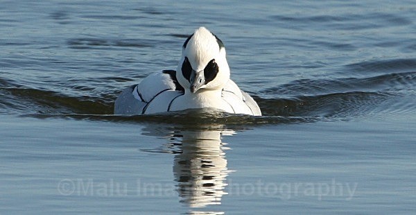 Smew - BIRDS