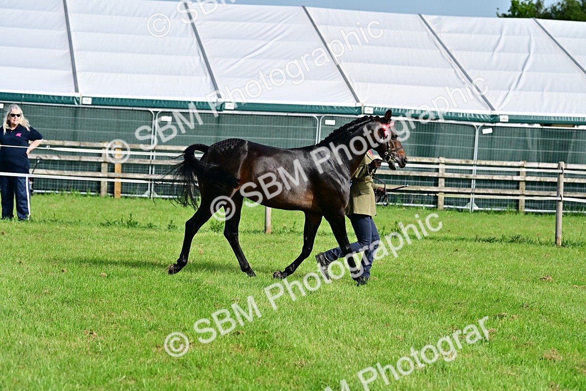 SBM_00952 - Class 46-49 - Arab and Part Bed-Anglo Arab In Hand