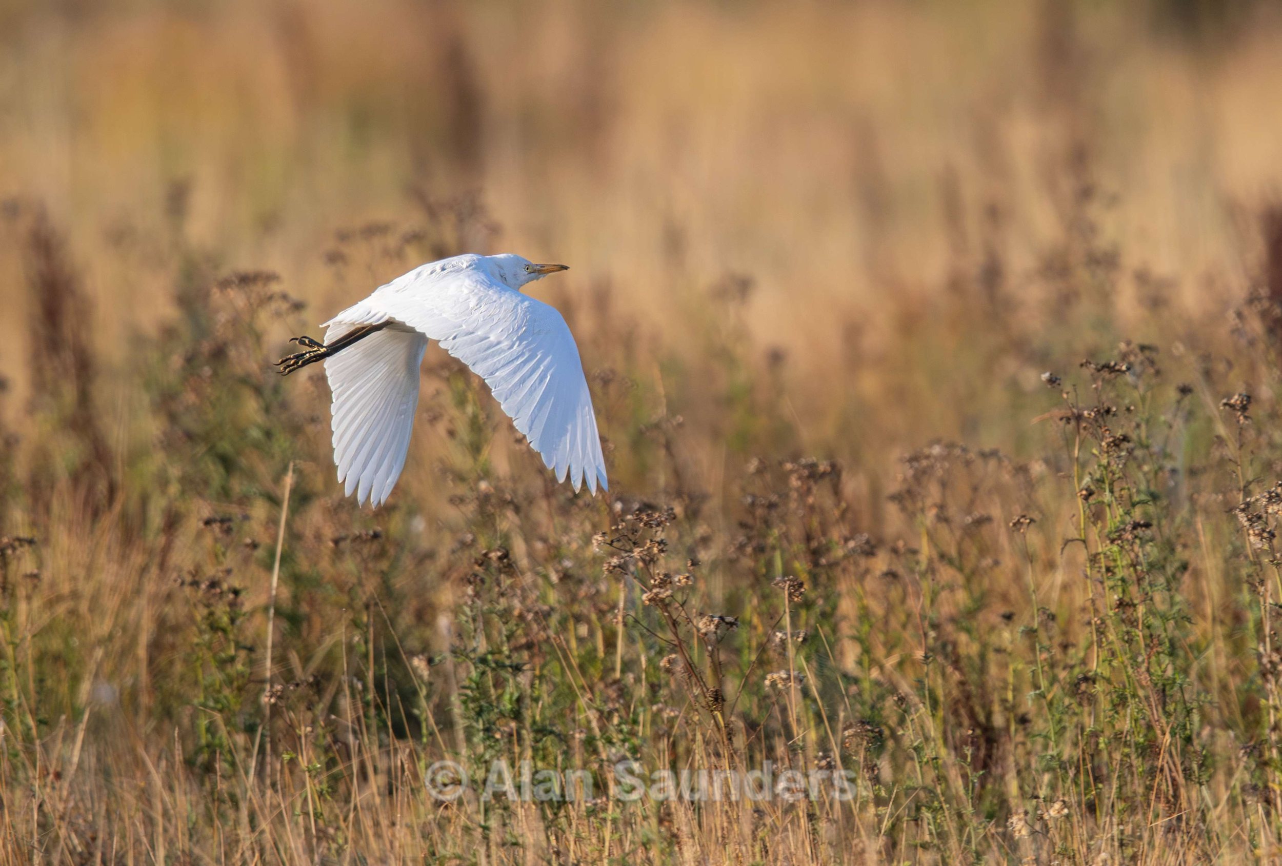 Cattle Egret 5
