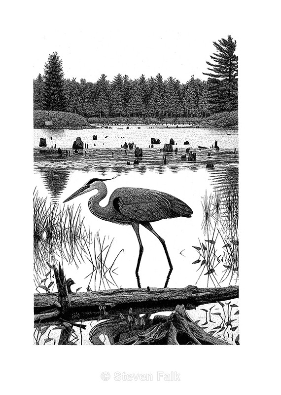 Great Blue Heron - Birds and Mammals