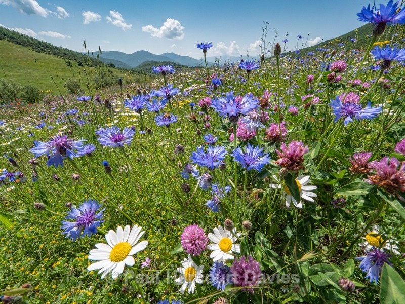 Weeds of cultivation Apennines Italy. scarlet field poppies (Papaver rhoeas), blue cornflowers (Centaurea cyanus) white ox-eye daisies( Leucanthemum vulgare, white field chamomile (Anthemis arvensis)  - Flowers in the Landscape - 2