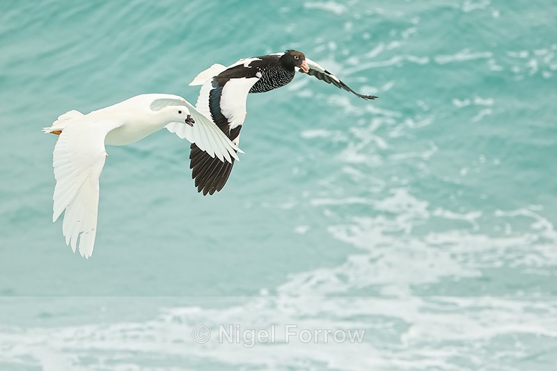 Flying Kelp Geese, sea background, Saunders Island, Falklands - Kelp Goose