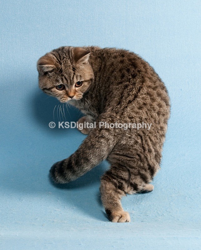  - Windymeadow British Shorthairs & Exotics