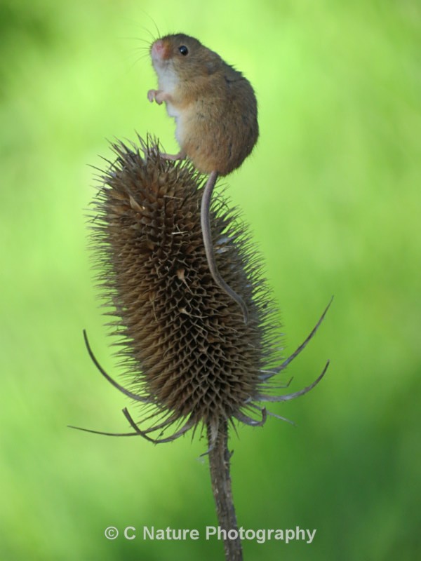 Harvest Mouse - Animals