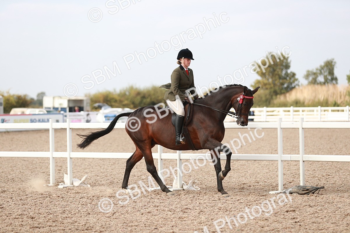 SBM_17505 - Class 215 Ridden Hack/ Riding Horse