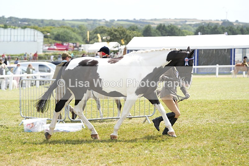 DSC07084 - Class 61: Coloured Horse 4yrs & Over