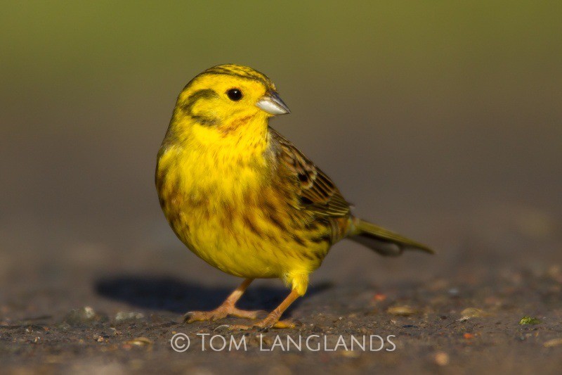Yellowhammer - All Other Birds