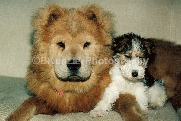  - Animals