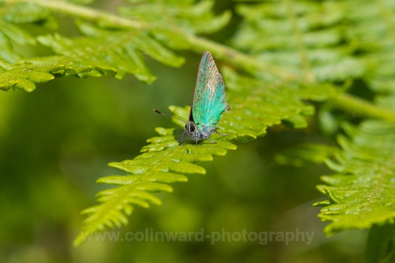 Green Hairstreak Butterfly.   ref 3874 - macro and nature.