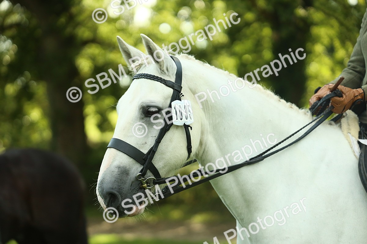 SBM_52190 - S33 - Working Hunter & Working Show Horse
