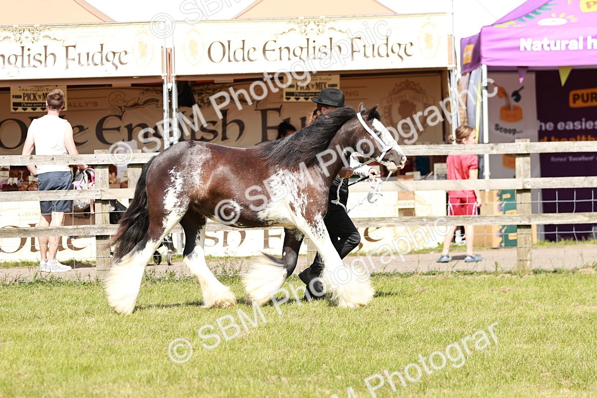 SBM_08548 - Class 63-65 - Traditional Gypsy Cobs In Hand & Ridden
