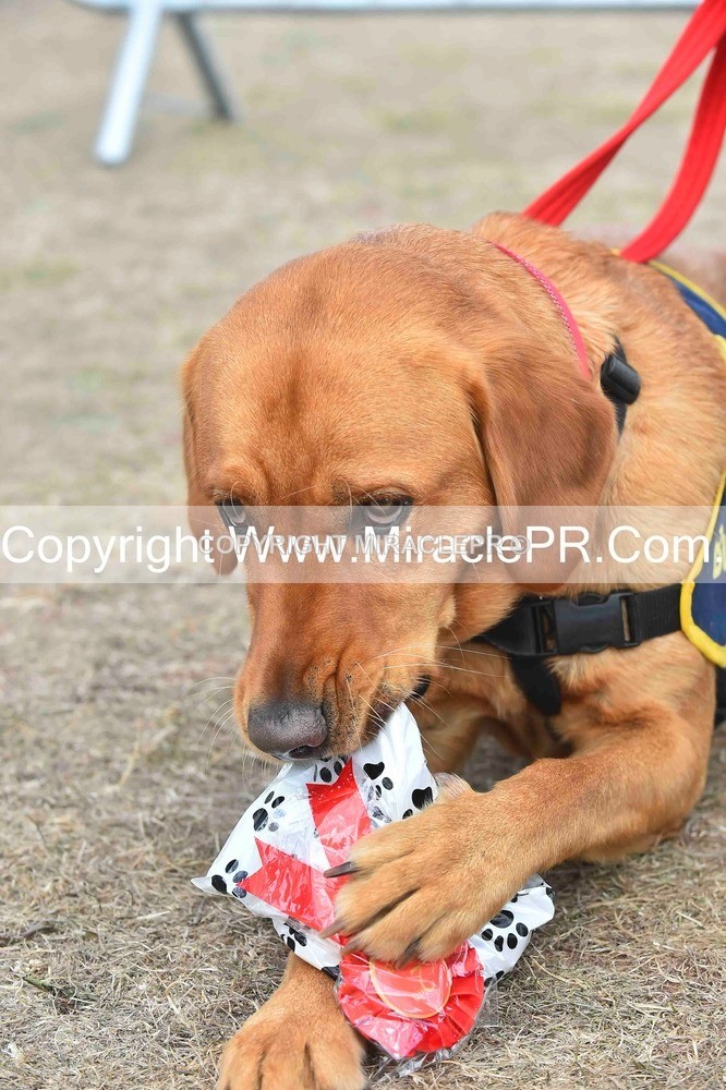 SH4_0170 - Dog show.