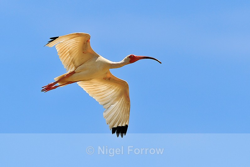 White Ibis (adult) in flight above the Rio Esquinas, Costa Rica - White Ibis