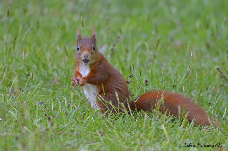 Red Squirrel - Wildlife