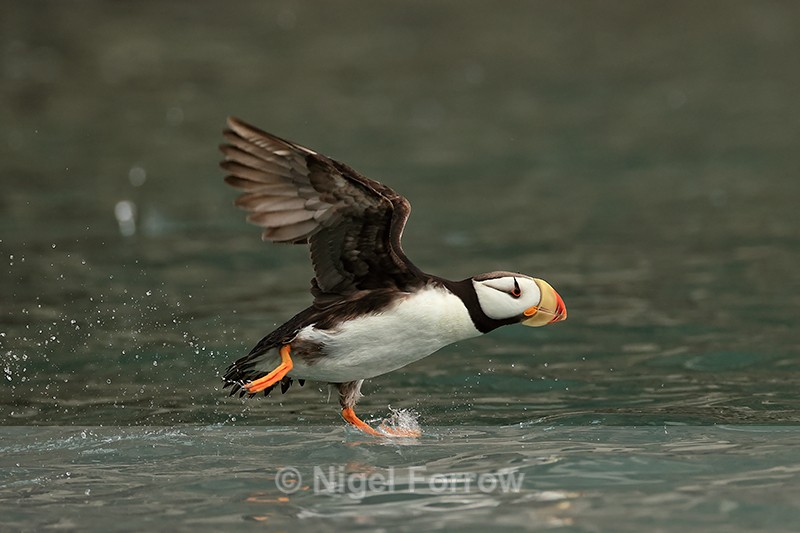 Horned Puffin running take-off from sea, Duck Island, Alaska - Horned Puffin