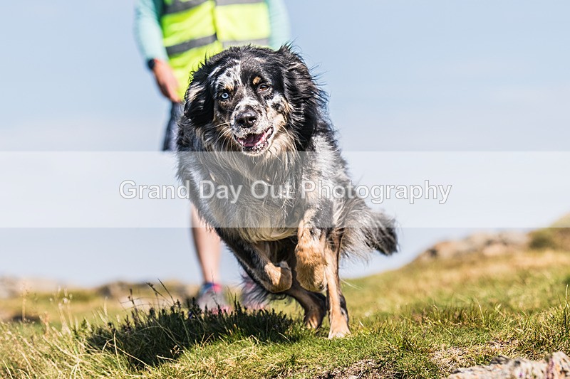 Barrow -488 - Barrow Fell Race, Monday 25th August 2025
