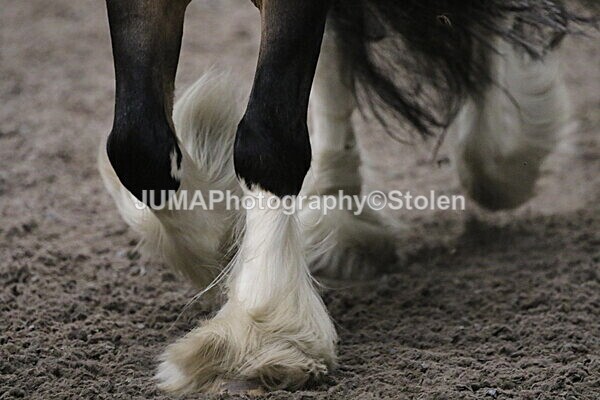 SIAL4143 - CAbin Dressage 5th july 2025