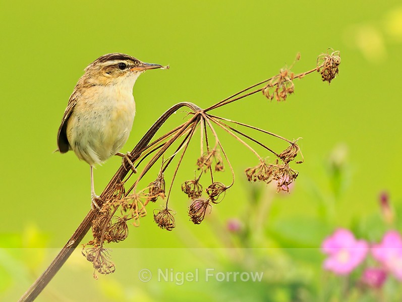 Sedge Warbler perched on a seed head at Otmoor - Sedge Warbler
