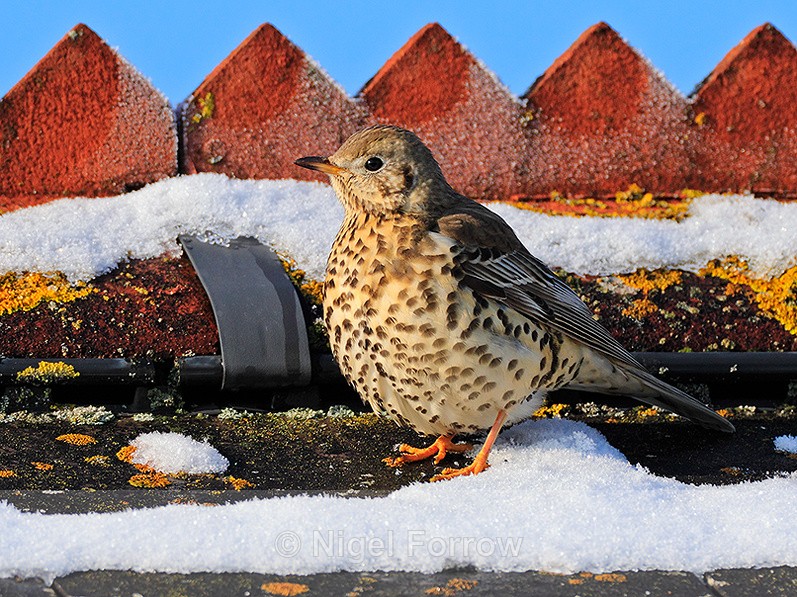Song Thrush looking for melt water from thawing snow on a roof - Song Thrush