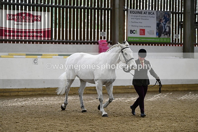 WJ5_4582 - Class 3 Part Bred In hand