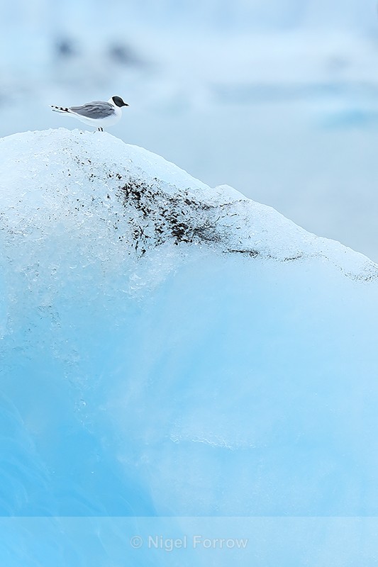 Sabine's Gull atop iceberg, Jokulsarlon, Iceland - Sabine's Gull